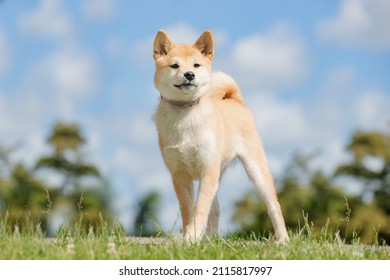 A View Of The Cute Canaan Dog In The Park