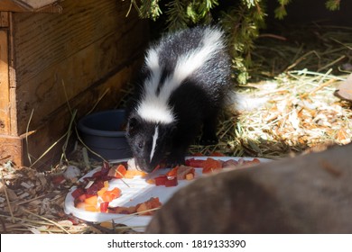 View Of A Cute Skunk Eating Its Meal