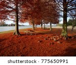 View of Cypress trees with red leaves at University Lake, Baton Rouge, Louisiana, USA