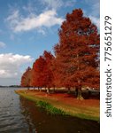 View of Cypress trees with red leaves at University Lake, Baton Rouge, Louisiana, USA