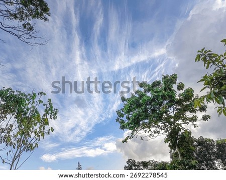 view of Cyrus clouds with teak trees in the background