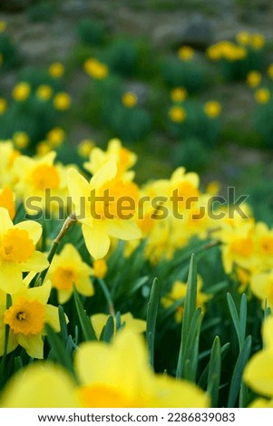 A view of daffodils in bloom in Japan