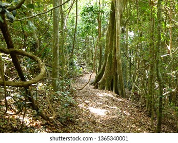 View Of D'Aguilar National Park, Queensland, Australia