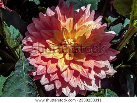 View of dahlia in the garden. Variety - Ace summer sunset
