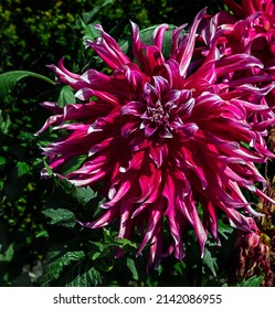 View Of Dahlia In The Garden. Variety - Dark Horse
