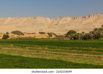 View Of Dakhla Oasis, Egypt