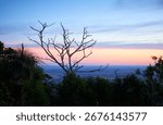 View of Darling downs on sunset facing west.  Silhouette of a tree missing its leaves against the sky