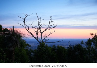 View of Darling downs on sunset facing west.  Silhouette of a tree missing its leaves against the sky