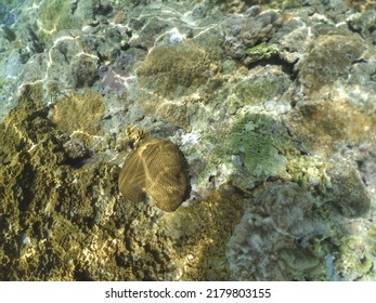 A View Of Dead Coral Reef At Remote Island.