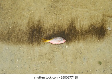 View Of Dead Fish Where Drift Away With Sludge At A Beach In Jakarta, Indonesia.