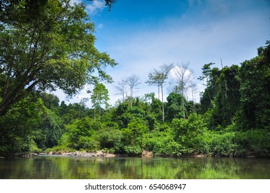 A View Of Deep Jungle With Flowing River In Kelantan National Park, Malaysia