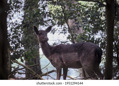 Chevreuil Hiver High Res Stock Images Shutterstock