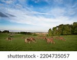 view of Deers in Ashton Court Park Bristol 