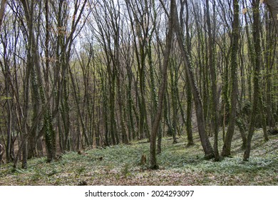The view of a dense forest  Trees covered with a slight layer of moss 
