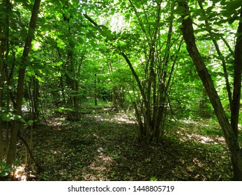 View of a dense forest. Trees 
and shrubs inside the forest