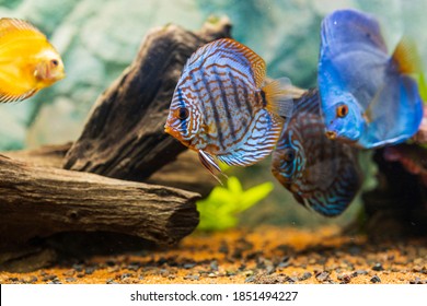 View of discus fish swimming in planted aquarium. Tropical fishes. Beautiful nature backgrounds. Hobby concept.