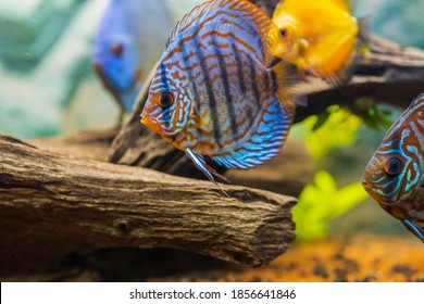 View of discus fish swimming in planted aquarium. Tropical fishes. Beautiful nature backgrounds. Hobby concept.