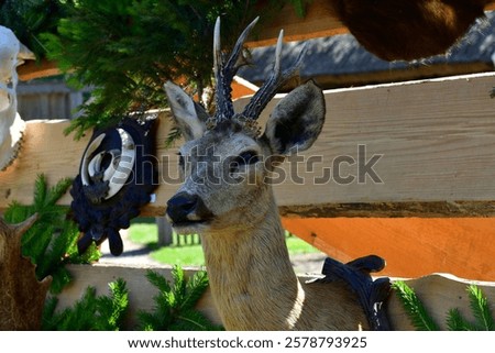 Similar – Image, Stock Photo Wall sculpture deer skull vase with roses