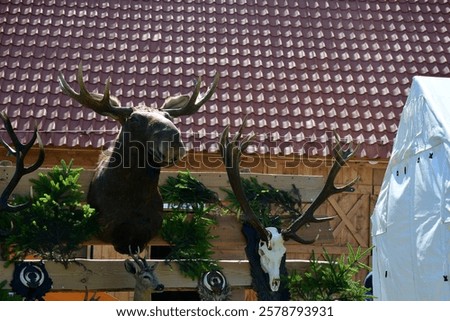 Image, Stock Photo Wall sculpture deer skull vase with roses