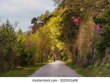 View Of A Distant Figure Of An Older Man Walking With Two Walking Poles On A Trail In The Spring; Blooming Red-bud Trees On Both Side; The Trail Is Lit By The Setting Sun; Spring In Missouri