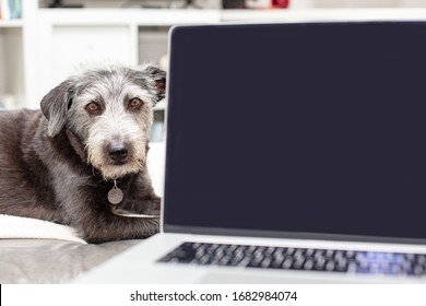 View Of Dog Lying Down Behind A Laptop Computer Screen On The Lap Of Someone That Is Working From Home On The Couch