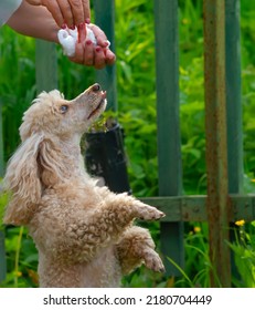 A View Of A Dog Muzzle With Its Tongue Sticking Out, Which Stands On Its Hind Legs In Front Of A Piece Of Sausage In A Person Hand