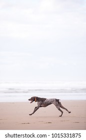 View Of The Dog Running At The Beach