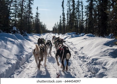 View From Dog Sled And Sled Dog Team In Alaska