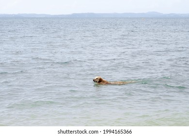 View Of Dog Swiming In Open Water