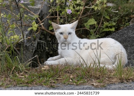 View of a domestic white cat laying on grass at a house garden