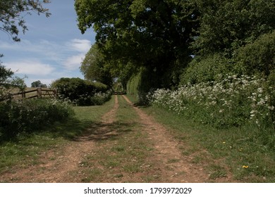 A view down an English country lane in midsummer, with trees, hedgerow, wild flowers and fields. There is a wooden fence with a gate on the left.