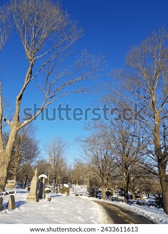 A view down a path in Cedar Grove Cemetary in Dorchester. The trees are bare and there is snow on the ground as well as on a few headstones