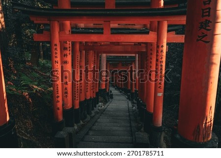 View Down A Section Of The Tunnel Of Senbon Torii Gates In The Morning,朝の千本鳥居のトンネルの一部を見下ろす