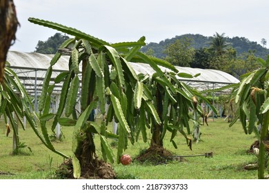 the view of the dragon fruit tree