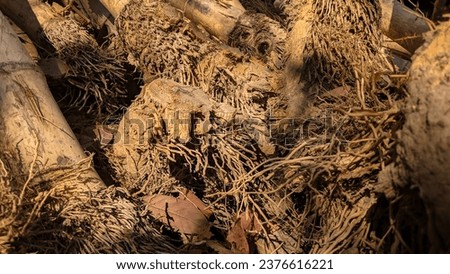 view of dried bamboo roots taken from the garden to be used as firewood.