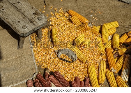 view of dried corn with bowl of corn kernels and manual hand tool to clean maize on jute sack Zdjęcia stock © 