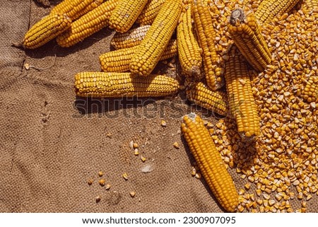view of dried corn on jute sack Zdjęcia stock © 