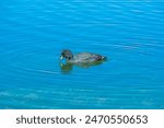 View of a duck at Laguna Diamante (Diamond Lagoon) in the Route of the Salt Flats - Atacama, Chile