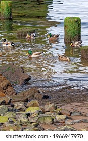 View Of Ducks On Ruins Of An Old Pier In The Columbia River In Astoria, Oregon