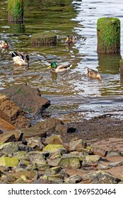 View Of Ducks On Ruins Of An Old Pier In The Columbia River In Astoria, Oregon