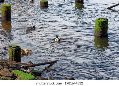 View Of Ducks On Ruins Of An Old Pier In The Columbia River In Astoria, Oregon