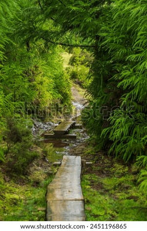 View during the Rocha do Chambre trail - Terceira PRC06 TER, Azores islands, Portugal.