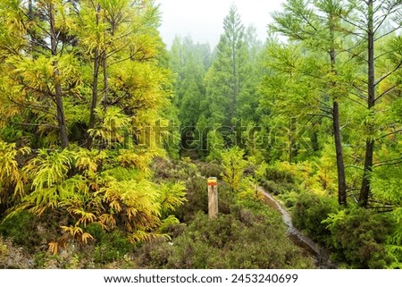 View during the Rocha do Chambre trail - Terceira PRC06 TER, Azores islands, Portugal.