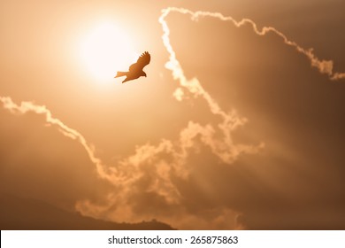 View of an eagle with sun and clouds in background