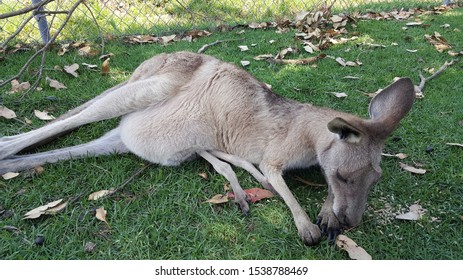 View Of Eastern Grey Kangaroo
Baby Resting Inside Mother's Pouch In The Wildlife Park. It Also Known As Macropus Giganteus, Great Grey Kangaroo & Forester Kangaroo. In The Pouch They Are Warm & Safe.