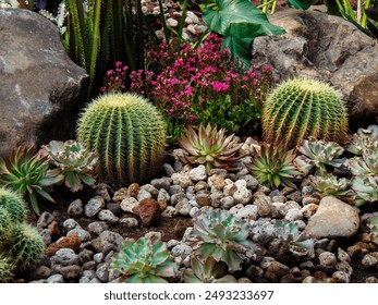 A view of the ecosystem of the cacti garden such as the golden barrel cactus, the molded wax agave, echeveria dorothy, pink kalanchoe blossfeldiana, stone, decorative rocks, etc. - Powered by Shutterstock