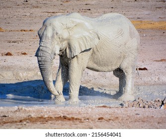 View of an elephant covered in white mud (Etosha National Park) Namibia Africa. Etosha’s elephants number about 2500 and occur either in breeding herds numbering up to 50 