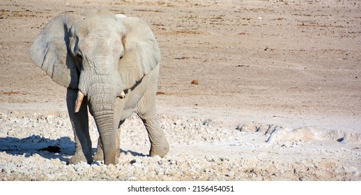 View of an elephant covered in white mud (Etosha National Park) Namibia Africa. Etosha’s elephants number about 2500 and occur either in breeding herds numbering up to 50 