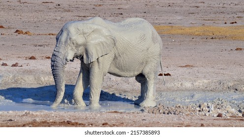 View of an elephant covered in white mud (Etosha National Park) Namibia Africa. Etosha’s elephants number about 2500 and occur either in breeding herds numbering up to 50