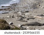 View elephant seals in their natural habitat near San Simeon, California. Experience the beauty of these marine mammals along the Pacific Coast.